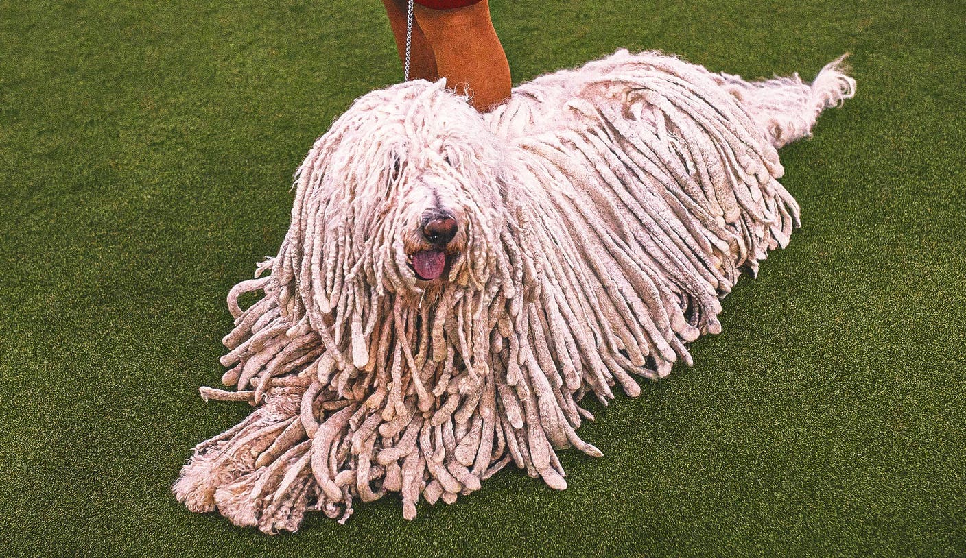 欧宝体育 - 2026 WKC Dog Show：全面解析年度顶级犬类赛事亮点 | 欧宝体育平台